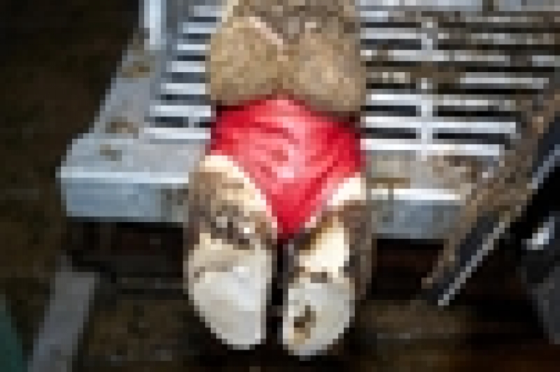 content image